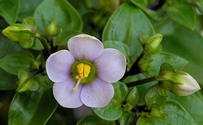 Violette de Perse